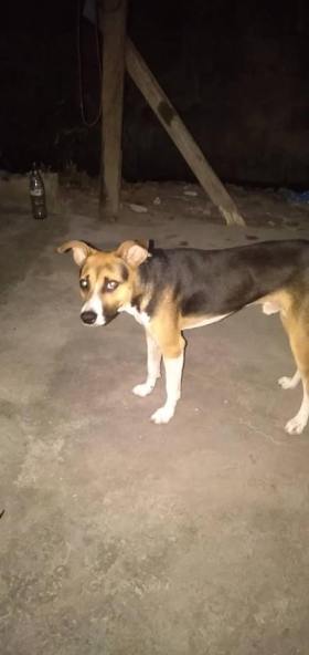 dog 1