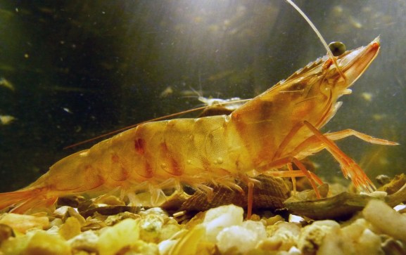 shrimp.jpg
